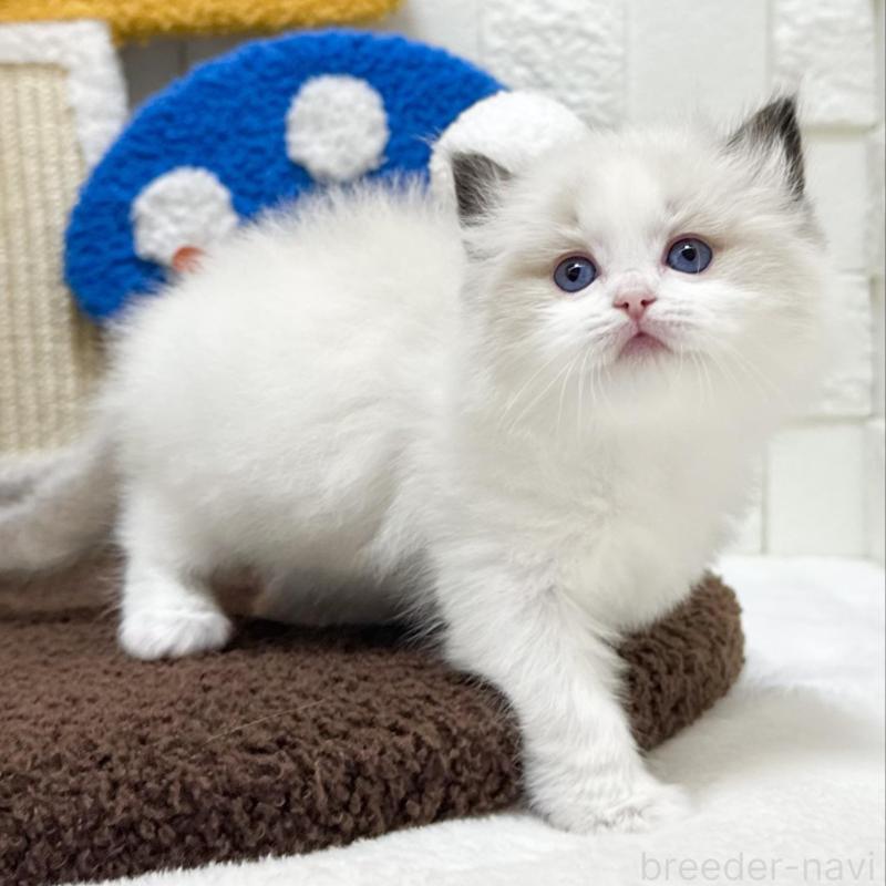 販売中の三重県のラグドール-138482