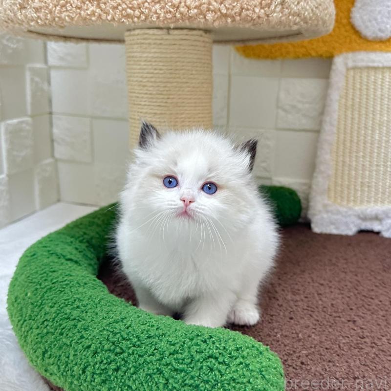 販売中の三重県のラグドール-138482の5枚目