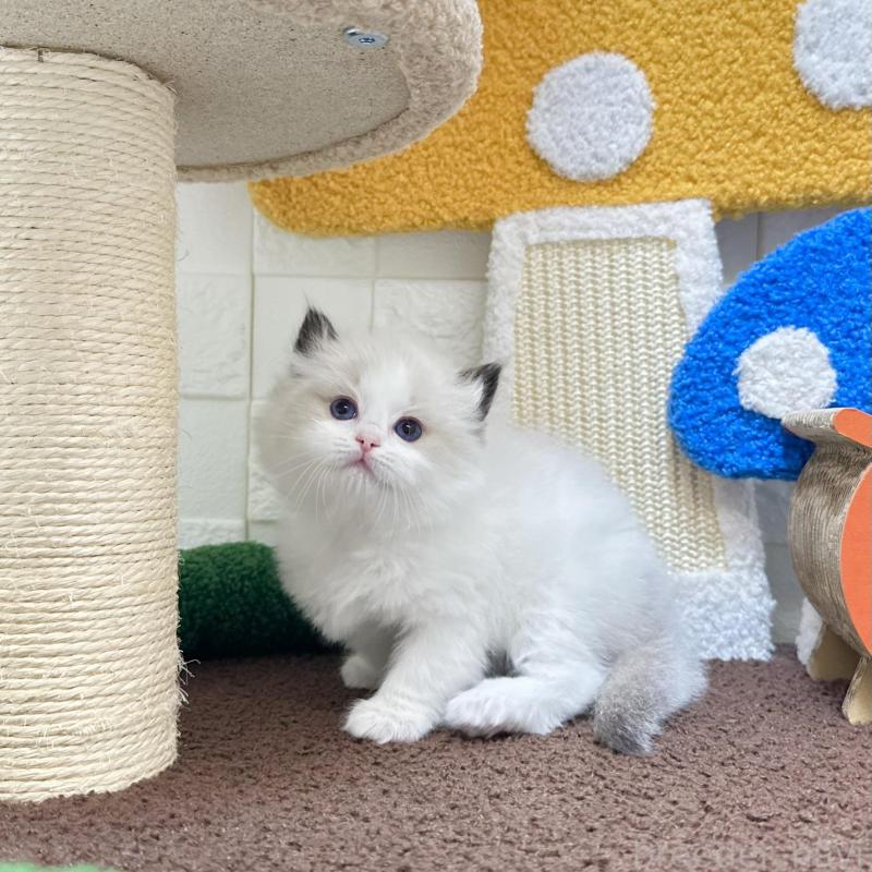 販売中の三重県のラグドール-138482の4枚目