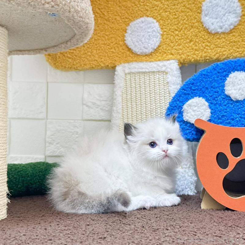 販売中の三重県のラグドール-138482の3枚目