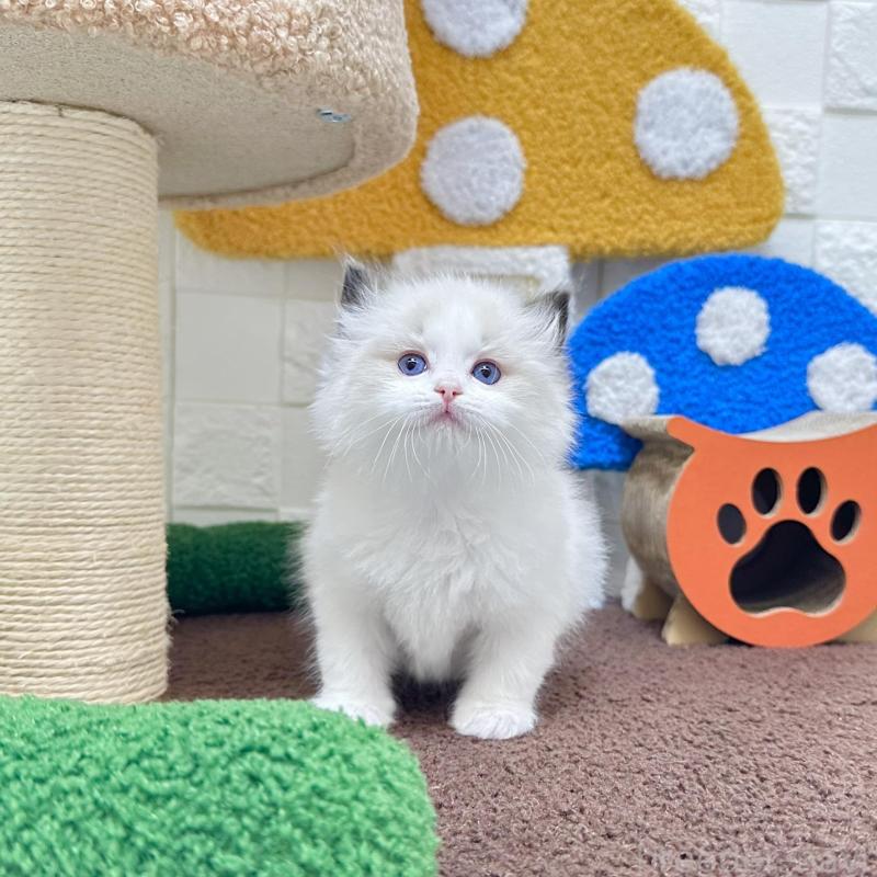 販売中の三重県のラグドール-138482の2枚目