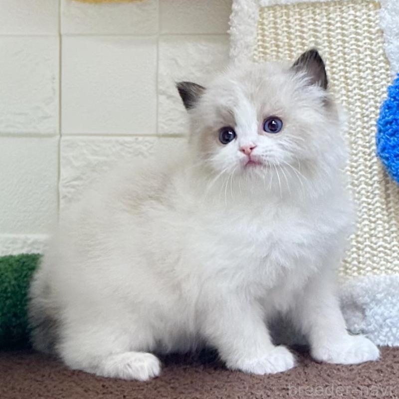 販売中の三重県のラグドール-138483