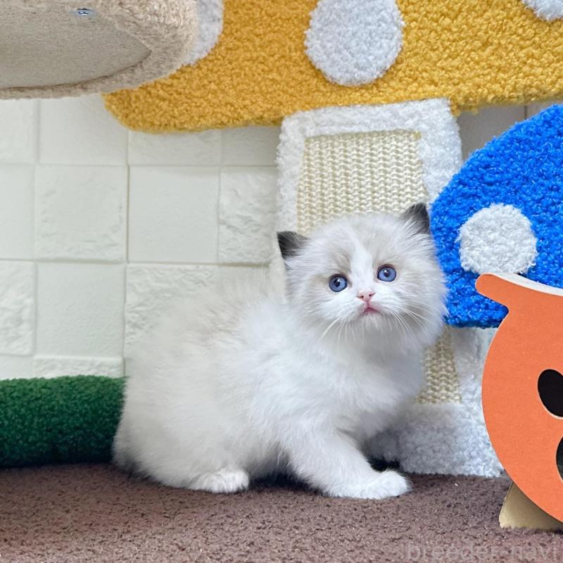 販売中の三重県のラグドール-138483の5枚目