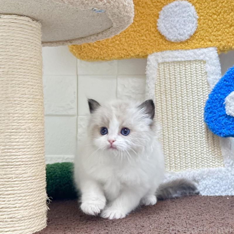 販売中の三重県のラグドール-138483の4枚目