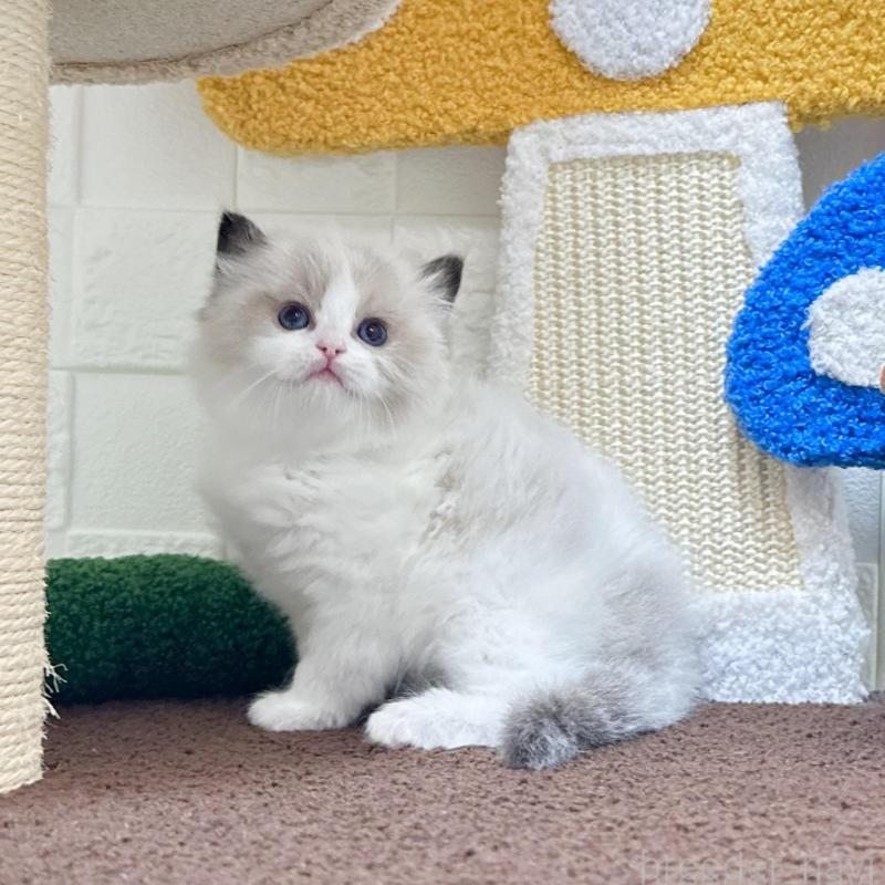 販売中の三重県のラグドール-138483の3枚目