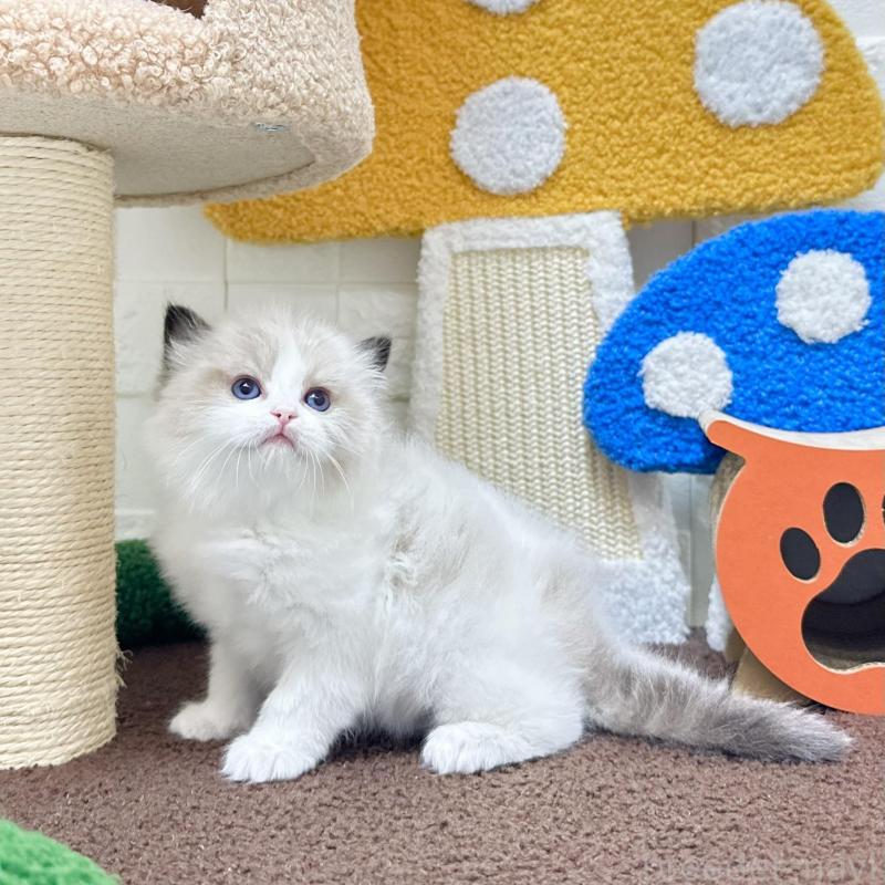 販売中の三重県のラグドール-138483の2枚目