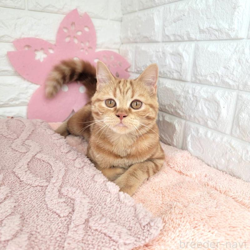 販売中の埼玉県のミヌエット-130357の1枚目