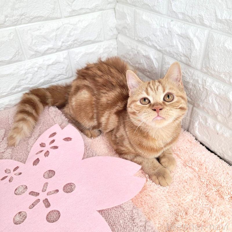 販売中の埼玉県のミヌエット-130357の6枚目