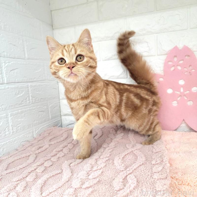 販売中の埼玉県のミヌエット-130357の4枚目