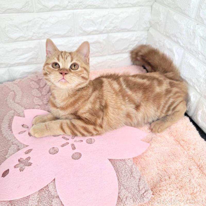 販売中の埼玉県のミヌエット-130357の3枚目