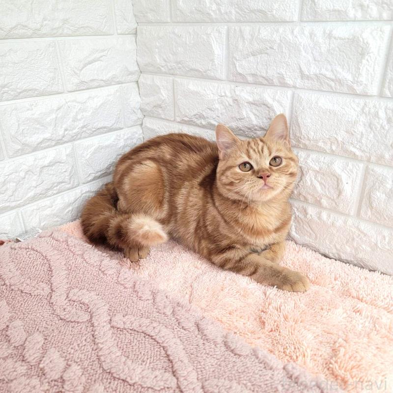 販売中の埼玉県のミヌエット-130357の2枚目