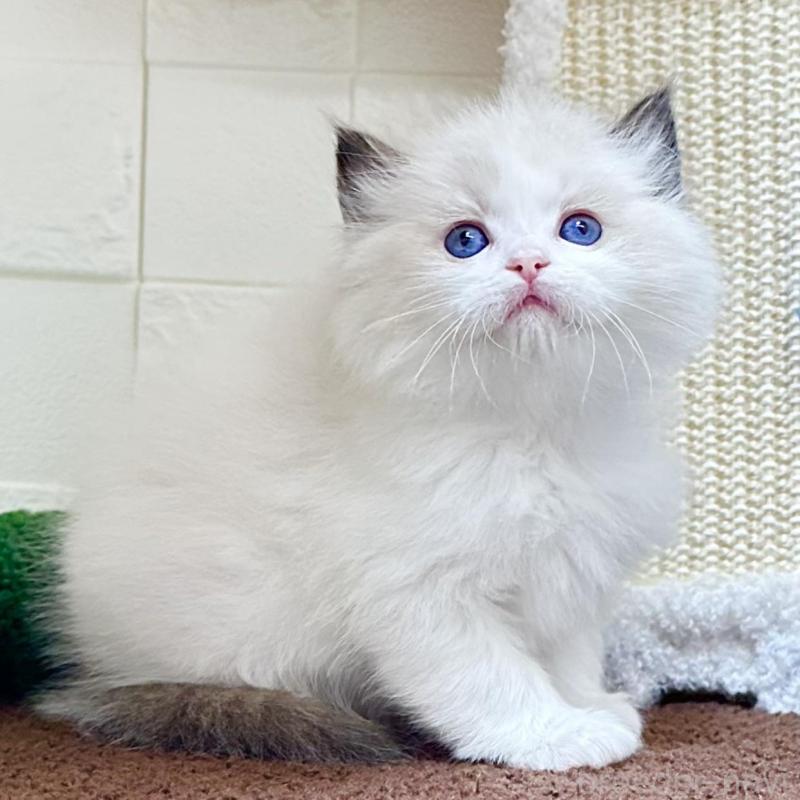 販売中の三重県のラグドール-138484の1枚目