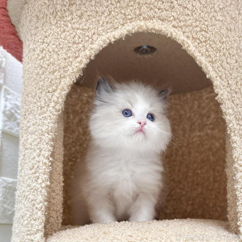 販売中の三重県のラグドール-138484の5枚目