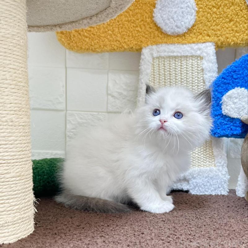 販売中の三重県のラグドール-138484の4枚目