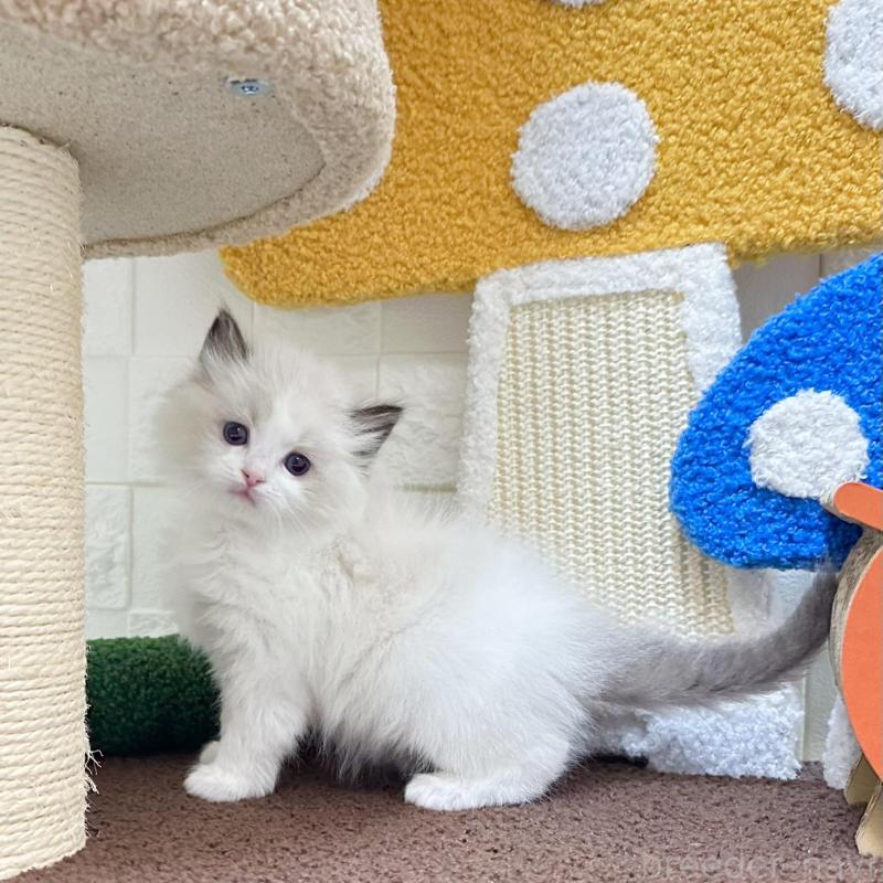 販売中の三重県のラグドール-138484の3枚目