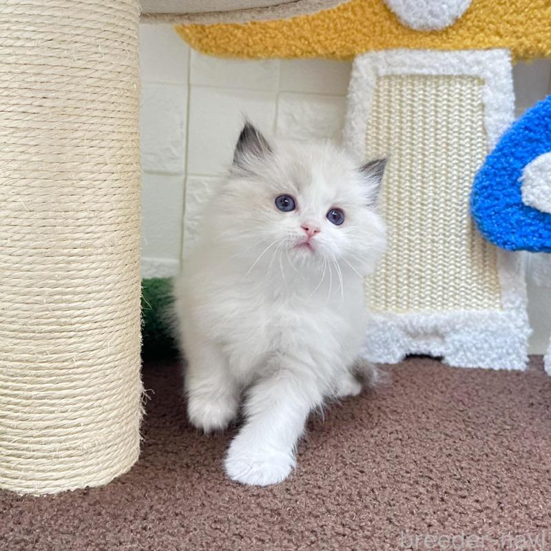 販売中の三重県のラグドール-138484の2枚目