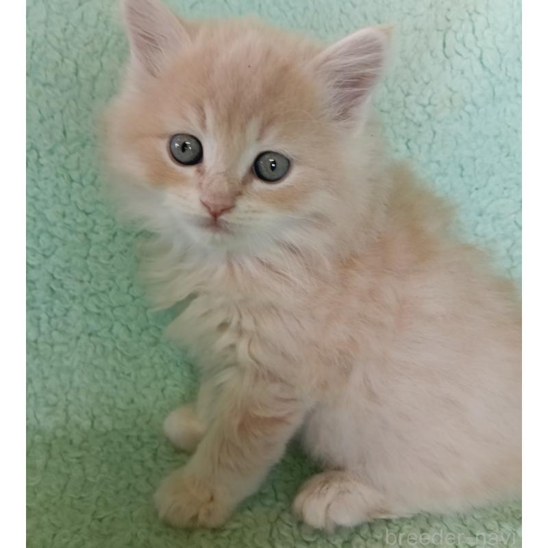 販売中の山形県のサイベリアン-138485の3枚目