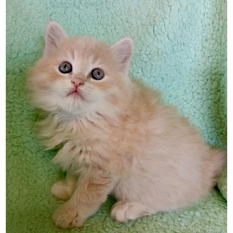 販売中の山形県のサイベリアン-138485の2枚目