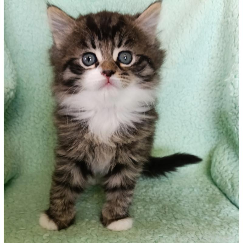 販売中の山形県のサイベリアン-138489の4枚目