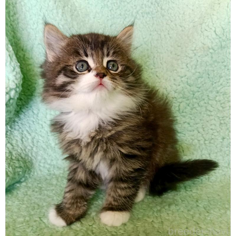 販売中の山形県のサイベリアン-138489の3枚目