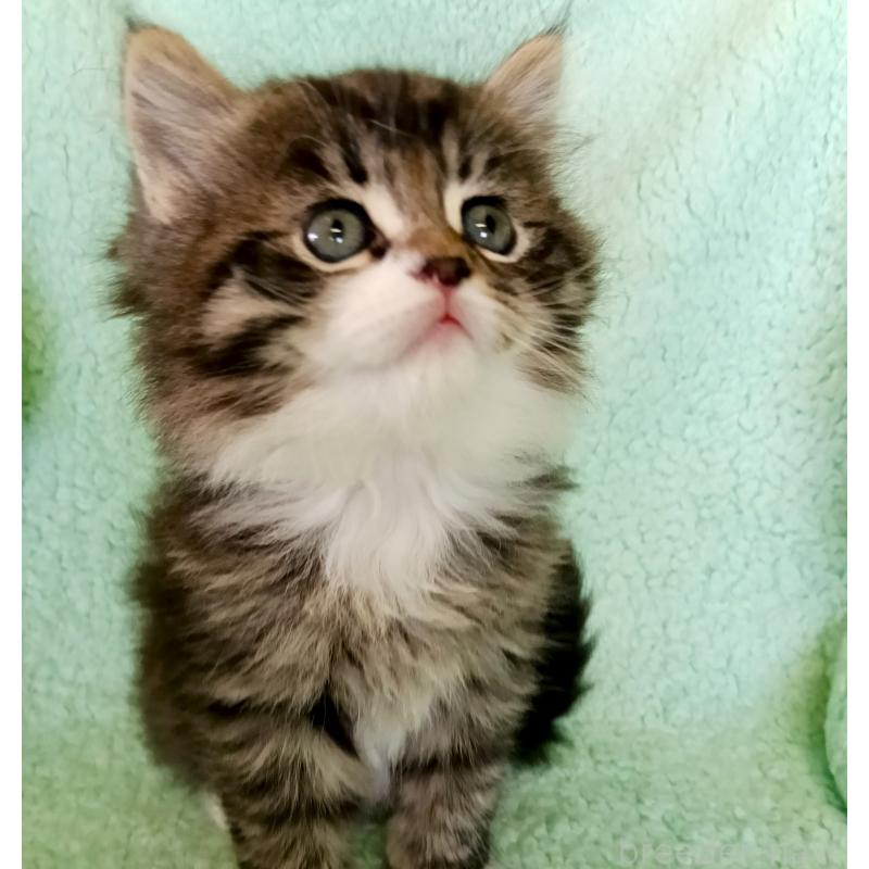 販売中の山形県のサイベリアン-138489の2枚目