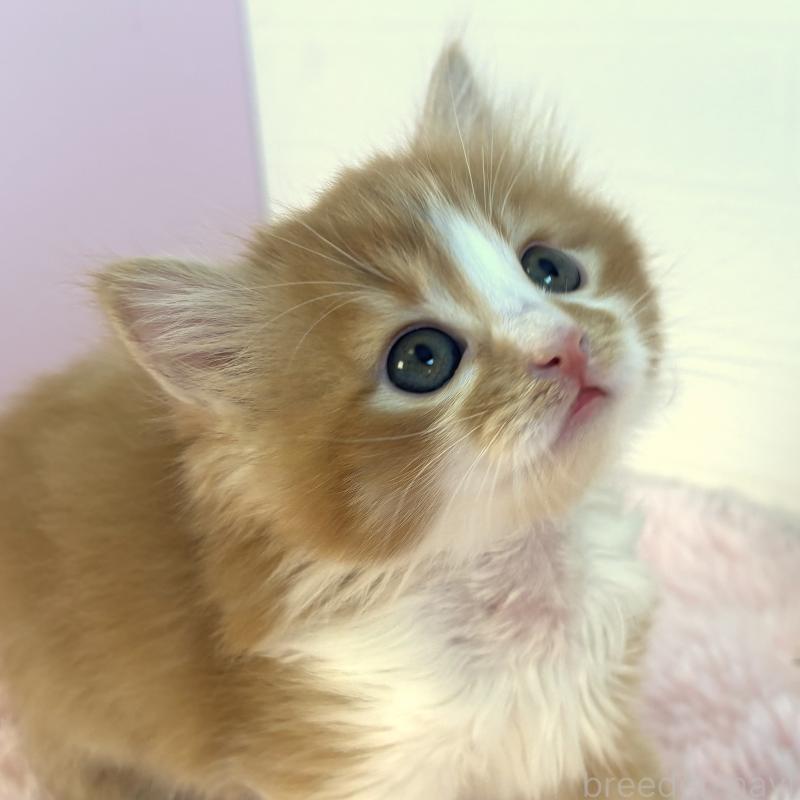 販売中の福島県のマンチカン-138486