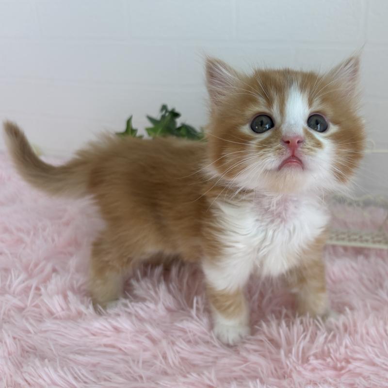 販売中の福島県のマンチカン-138486の15枚目