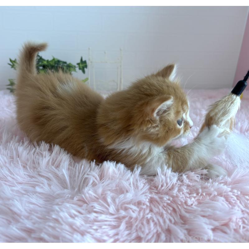 販売中の福島県のマンチカン-138486の14枚目