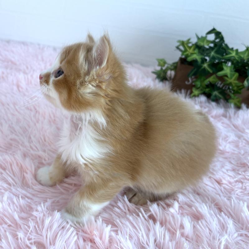 販売中の福島県のマンチカン-138486の13枚目