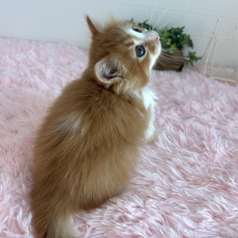 販売中の福島県のマンチカン-138486の12枚目