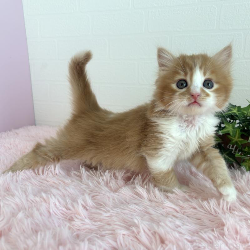 販売中の福島県のマンチカン-138486の11枚目