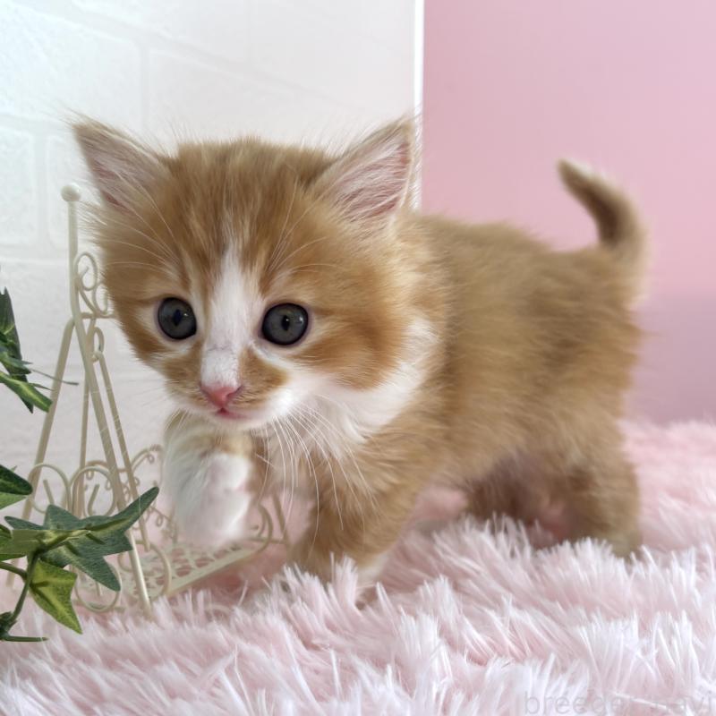 販売中の福島県のマンチカン-138486の10枚目