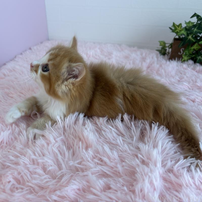 販売中の福島県のマンチカン-138486の9枚目