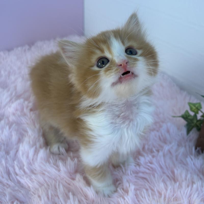 販売中の福島県のマンチカン-138486の8枚目