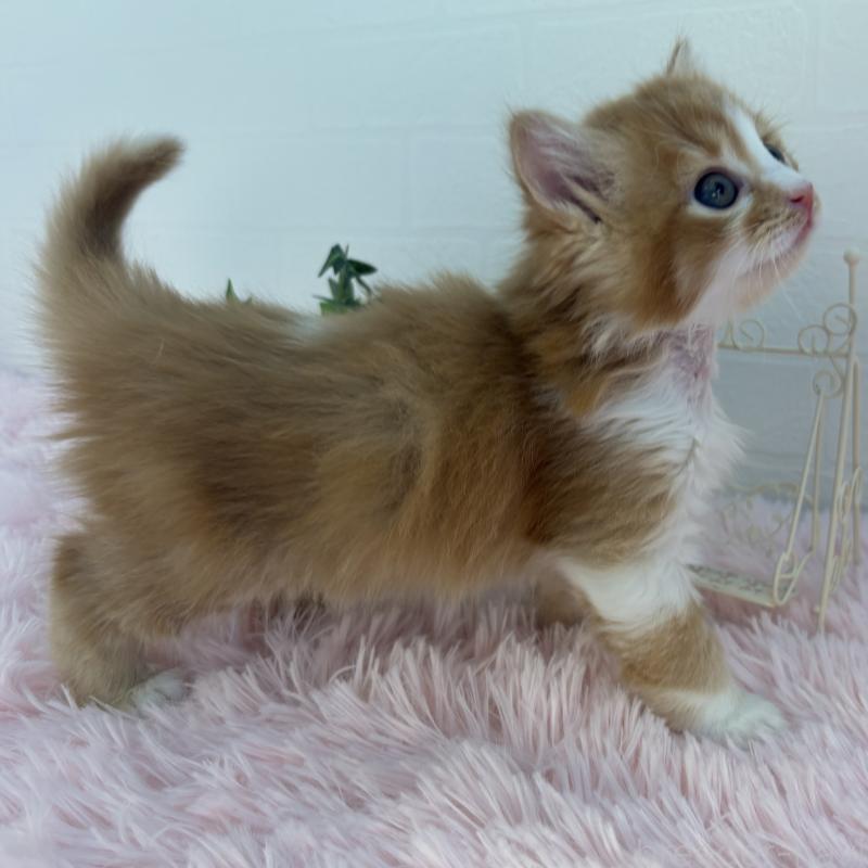 販売中の福島県のマンチカン-138486の6枚目