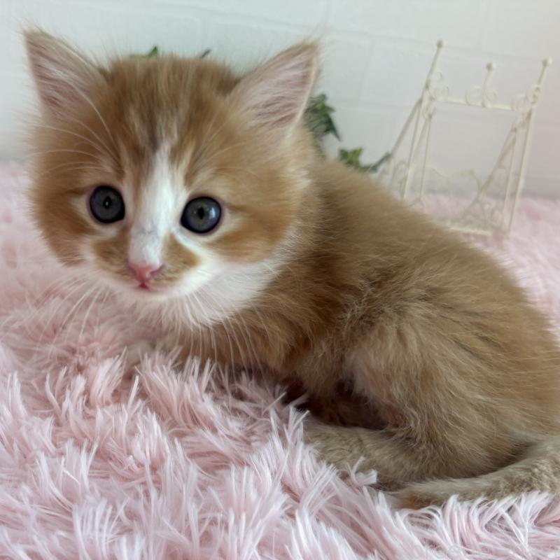 販売中の福島県のマンチカン-138486の5枚目