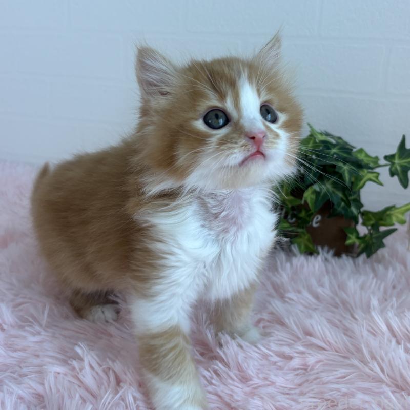 販売中の福島県のマンチカン-138486の4枚目