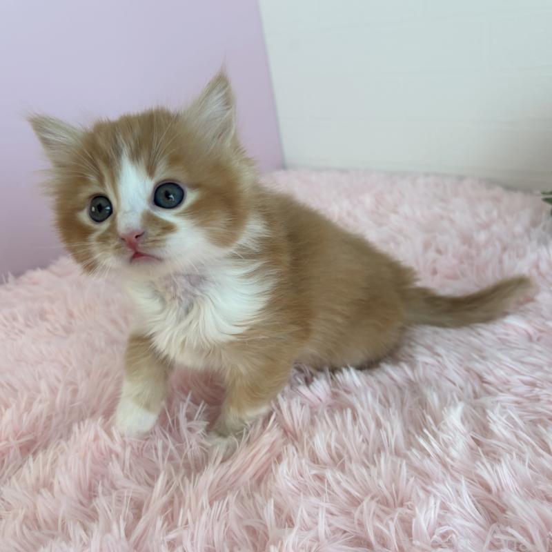 販売中の福島県のマンチカン-138486の2枚目