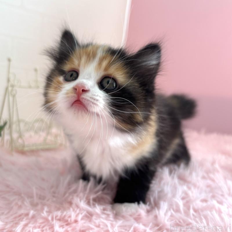 販売中の福島県のマンチカン-138488の13枚目