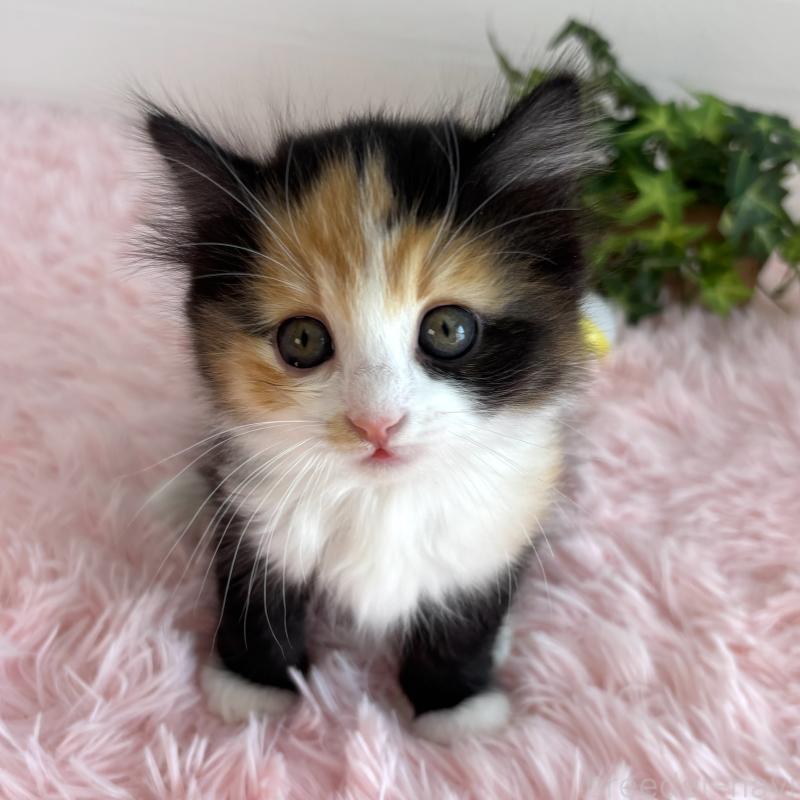 販売中の福島県のマンチカン-138488の11枚目