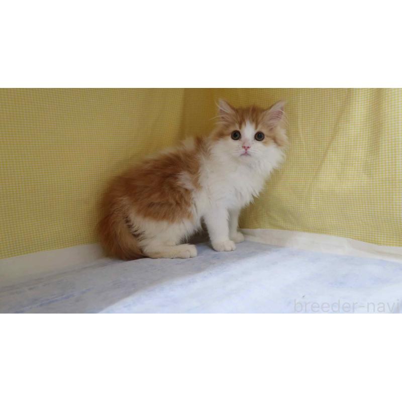 販売中の東京都のスコティッシュフォールド(折れ耳)-138487の4枚目