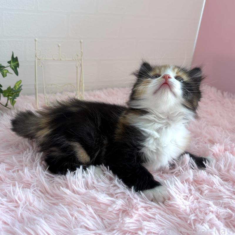 販売中の福島県のマンチカン-138488の10枚目