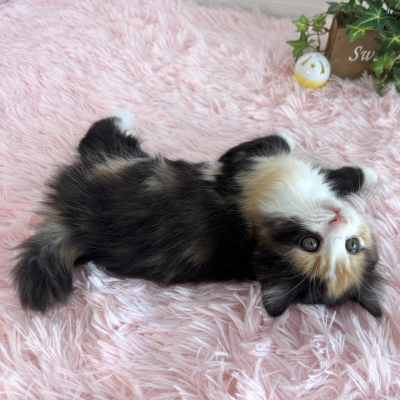 販売中の福島県のマンチカン-138488の9枚目