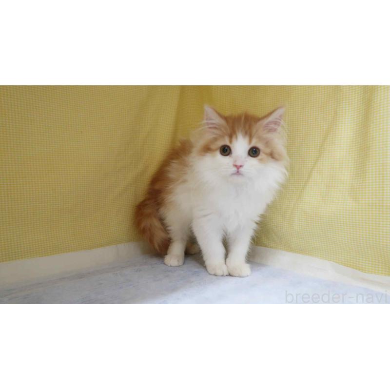 販売中の東京都のスコティッシュフォールド(折れ耳)-138487の3枚目