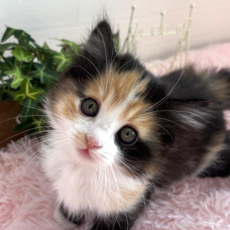 販売中の福島県のマンチカン-138488