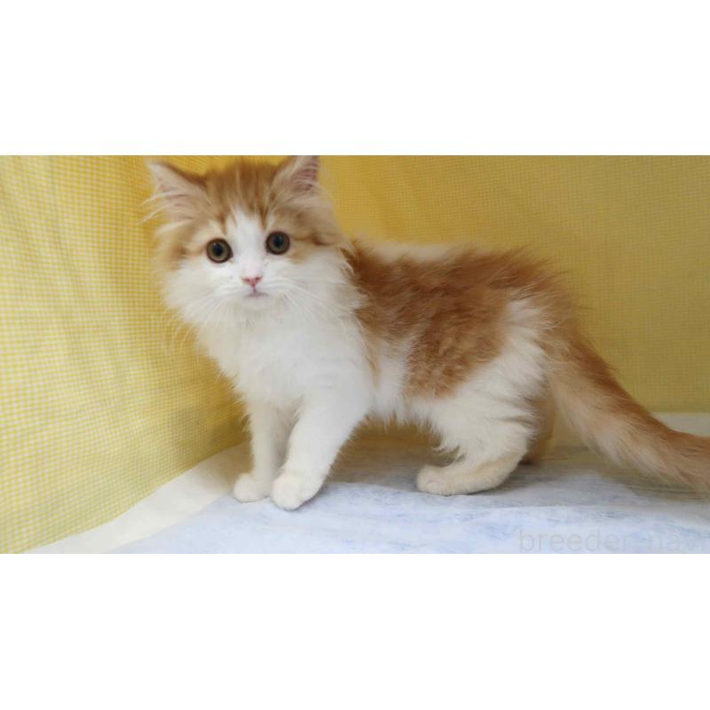 販売中の東京都のスコティッシュフォールド(折れ耳)-138487の2枚目