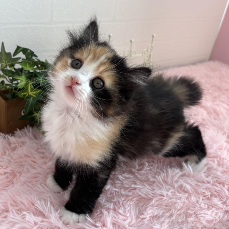 販売中の福島県のマンチカン-138488の8枚目