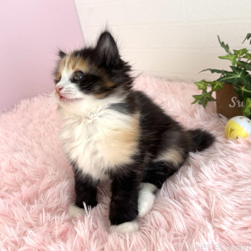 販売中の福島県のマンチカン-138488の7枚目