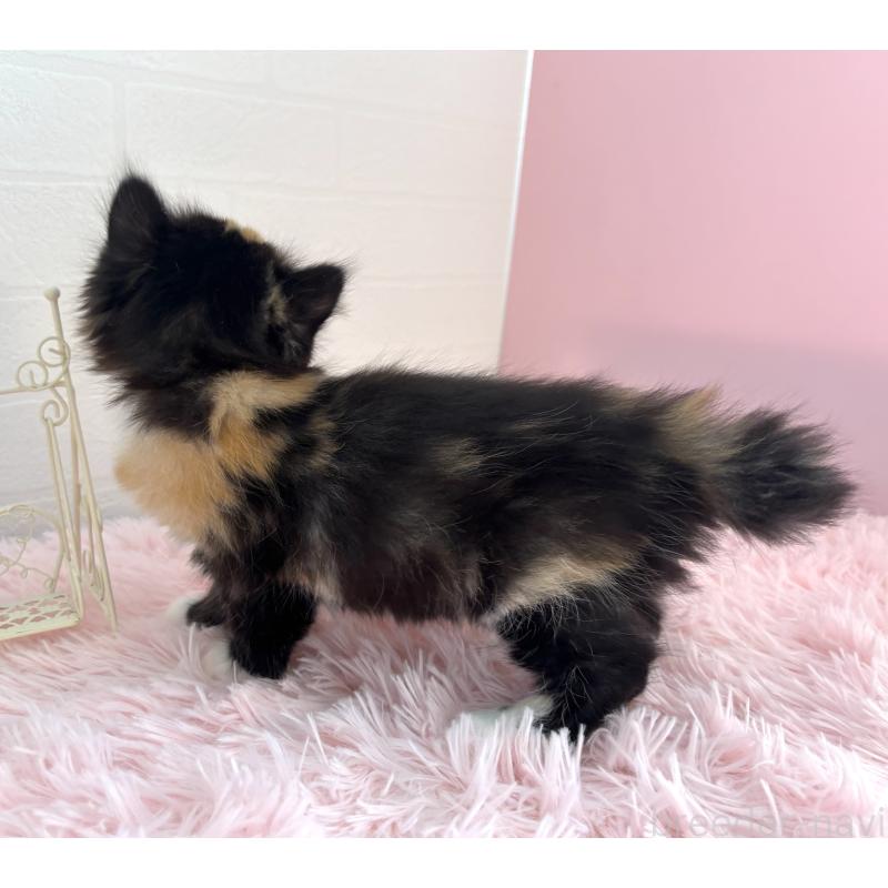 販売中の福島県のマンチカン-138488の6枚目