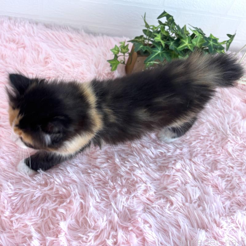 販売中の福島県のマンチカン-138488の5枚目